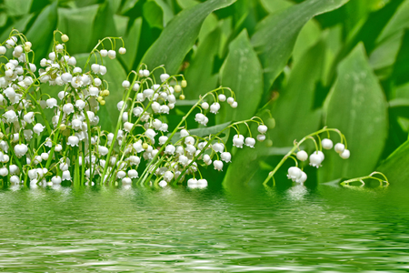 Spring landscape. flowers lily of the valleyの写真素材