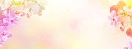 Blossoming branch apple. Bright colorful spring flowers