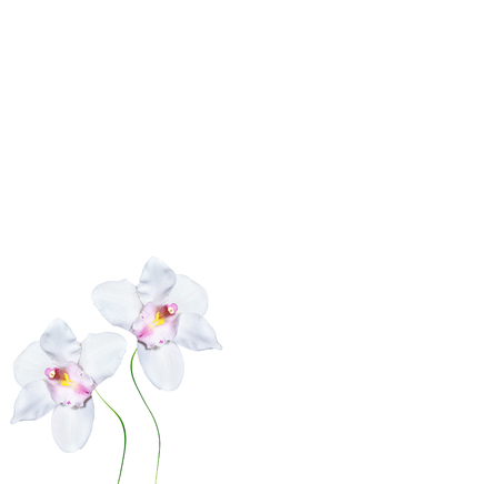 Orchid  isolated on white background. Delicate flowerの写真素材