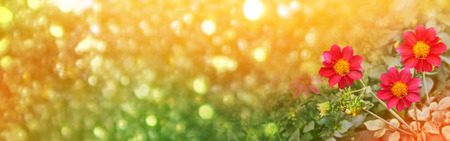 Colorful  flowers dahlia on the background of the summer landscapeの写真素材