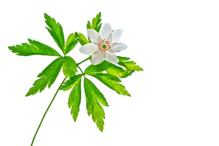 spring flowers snowdrops isolated on white background.の写真素材