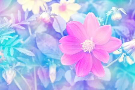 Colorful  flowers dahlia on the background of the summer landscapeの写真素材