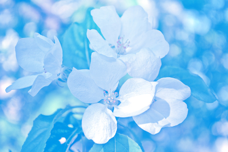 Blossoming branch apple. Bright colorful spring flowersの写真素材