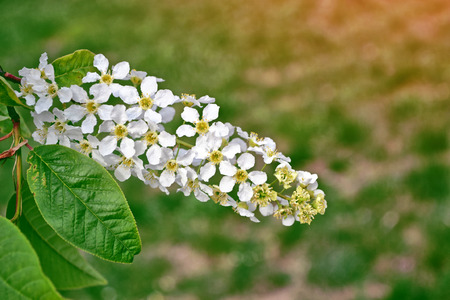 Spring blooming bird cherry tree. White flower.