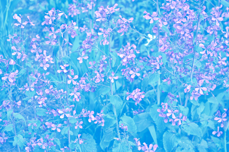 Me-nots Wildflowers on the background of the summer landscape.の写真素材