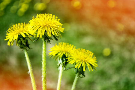 Fluffy dandelion flower against the background of the summer landscape.の写真素材
