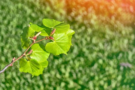 Natural background. Young green leaves. Spring landscape.の写真素材