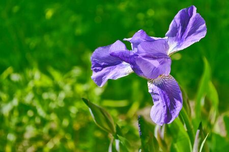 Bright colorful iris flowers on a background of the spring landscape.の写真素材