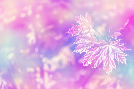 autumn landscape with bright colorful foliage. Indian summer.の写真素材