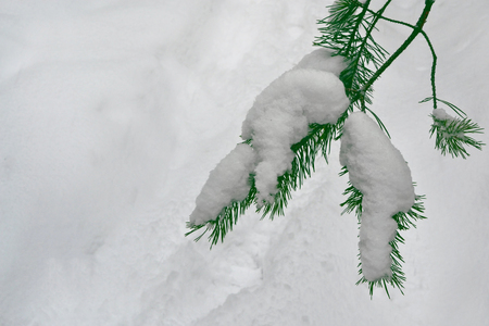 Frozen winter forest with snow covered trees.の写真素材