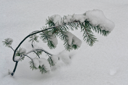 Frozen winter forest with snow covered trees.の写真素材