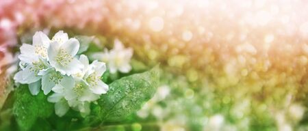 White jasmine. The branch delicate spring flowers