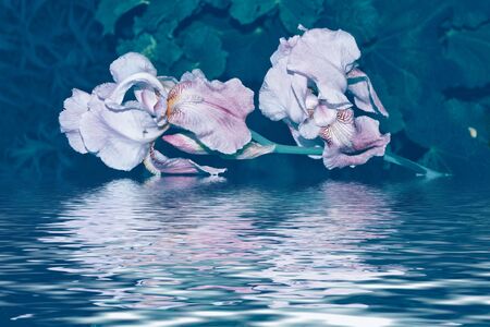 Bright colorful iris flowers on a background of the spring landscape.の写真素材