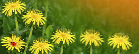 Fluffy dandelion flower against the background of the summer landscape.の写真素材