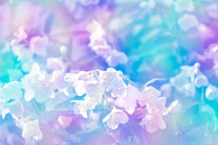 White jasmine. The branch delicate spring flowersの写真素材