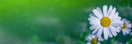 White bright daisy flowers on a background of the summer landscape.の写真素材