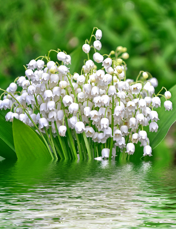 Spring landscape. flowers lily of the valleyの写真素材