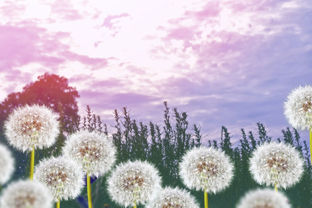 Fluffy dandelion flower against the background of the summer landscape.の写真素材