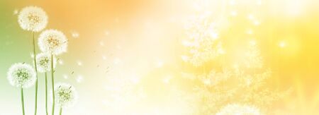 dandelion flower against the background of the summer landscape.の写真素材