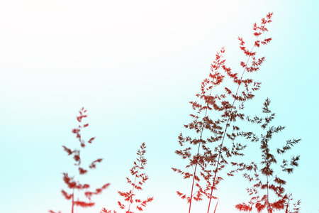 Blurred image of grass. Summer colorful abstract background.の写真素材