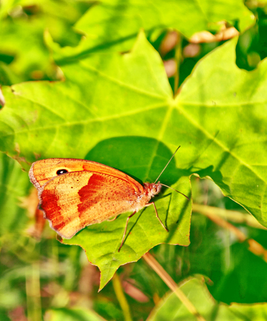 Insect butterfly against the background of the summer landscape.の写真素材