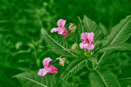 Colorful bright snapdragon flowers on a background of summer landscape.の写真素材