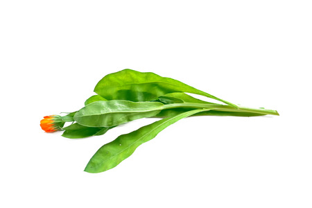 Bright marigold flowers isolated on white background.の写真素材