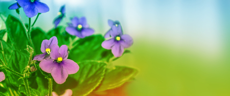 Spring bright and colorful violet flowers. Floral background.