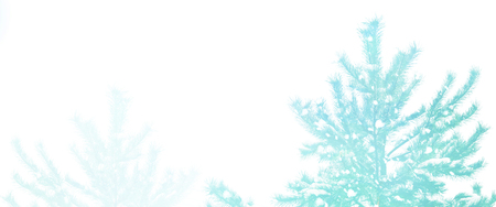 Blurred christmas background. Trees in the snow. Winter Forestの写真素材