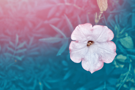 petunia colorful flowers on a background summer landscapeの写真素材