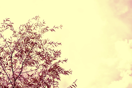 Autumnal abstract background of bright colorful foliageの写真素材