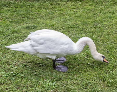 White swan bird on a green meadowの写真素材