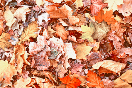 autumn landscape with bright colorful foliage. Indian summer.の写真素材