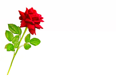 Flower bud roses on a white backgroundのeditorial素材