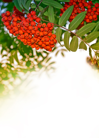 Rowan tree with full ripe berries. Autumn landscape.の写真素材