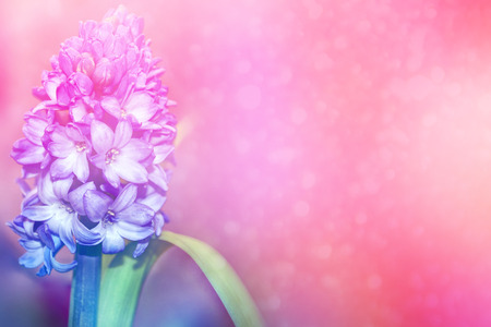 Bright and colorful flower of hyacinth on the background of the spring landscapeの写真素材