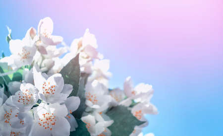 White jasmine. The branch delicate spring flowersの写真素材