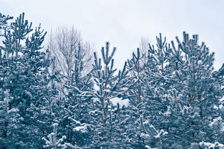 Frozen winter forest with snow covered trees.の写真素材
