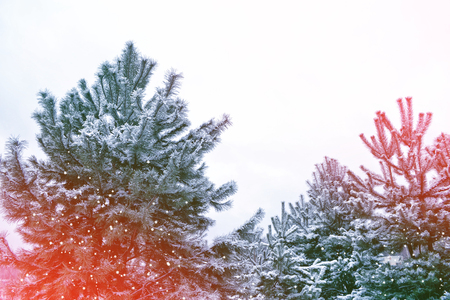 Frozen winter forest with snow covered trees.の写真素材