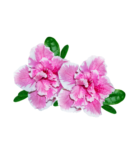 Flower azalea isolated on white background. Delicate flowerの写真素材