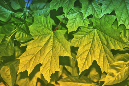autumn landscape with bright colorful leaves. Indian summer.の写真素材