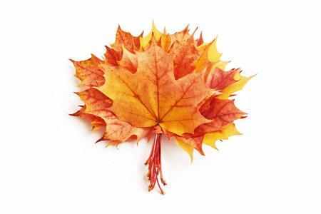 Bright and colorful autumn leaves on a white background.の写真素材