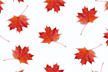 Bright autumn maple leaf on a white background.の写真素材