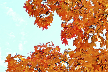 autumn landscape with bright colorful leaves. Indian summer.