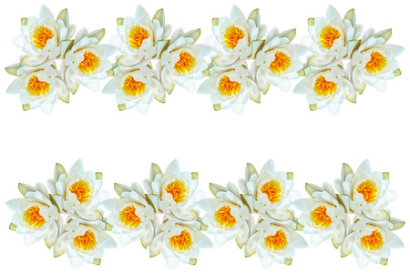 Flower water lily isolated on white background.の写真素材