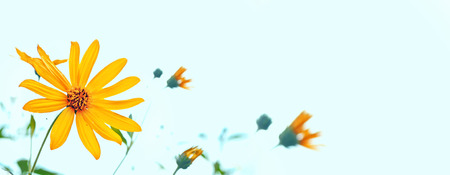 Colorful dahlia flowers on a background of the autumn landscapeの写真素材