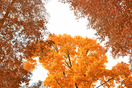 autumn landscape with bright colorful leaves. Indian summer.