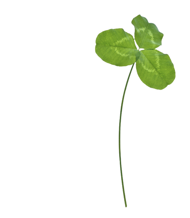 leaf clover on white background. Green foliage. St.Patrick 's Day.の写真素材