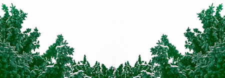 The branches of the snow covered Christmas tree on a white background.の写真素材