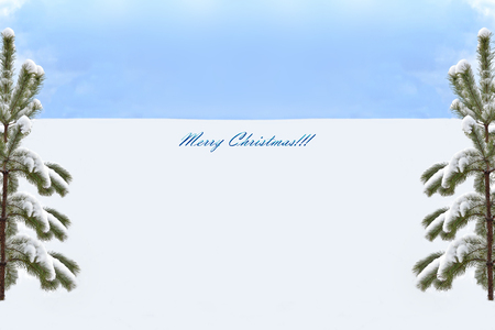 Frozen winter forest with snow covered trees.の写真素材